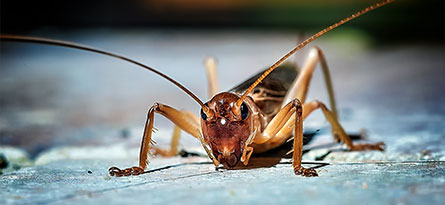 crickets