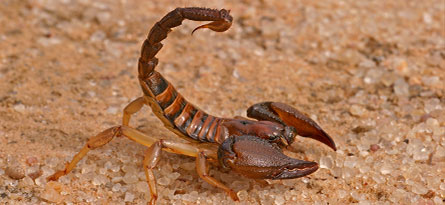 scorpion