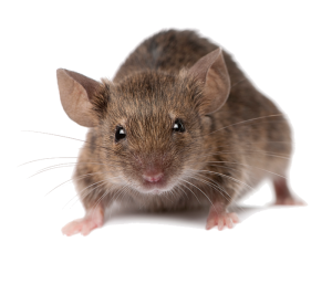 01 Rodent Pest Control