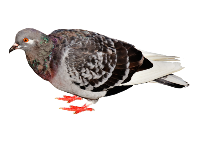 bird2 Bird Pest Control