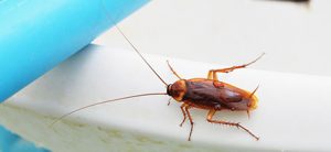 cockroach Cockroach Pest Control