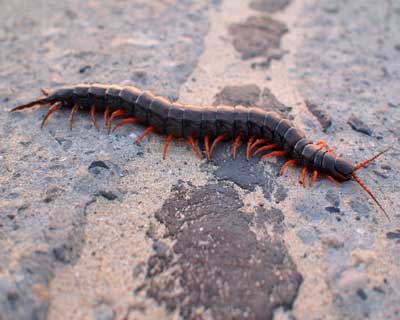 millipede infestation