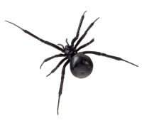 Spiders Pest Control - Arizona Organic Pest & Termite Control