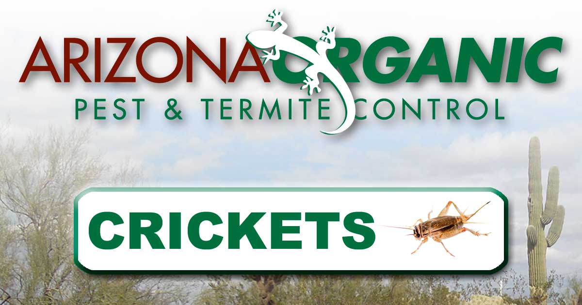 House Cricket Identification & Info  Arrow Exterminating Company, Inc. -  Pest Control and Exterminator Services