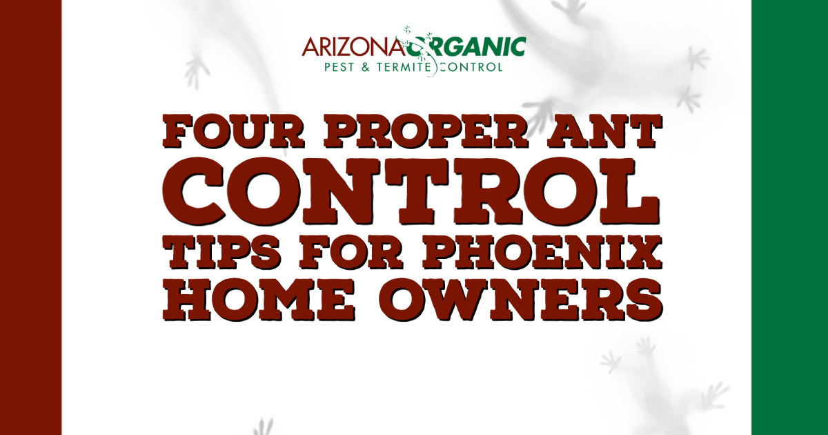 Blog Title: Four Proper Ant Control Tips For Phoenix Home Owners