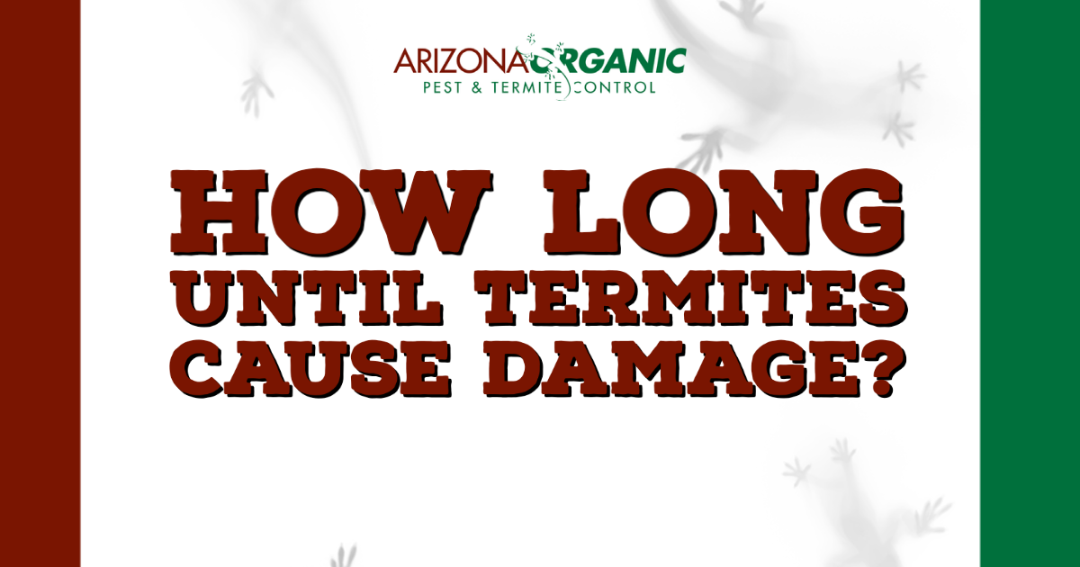 blog title: How Long Until Termites Cause Damage?