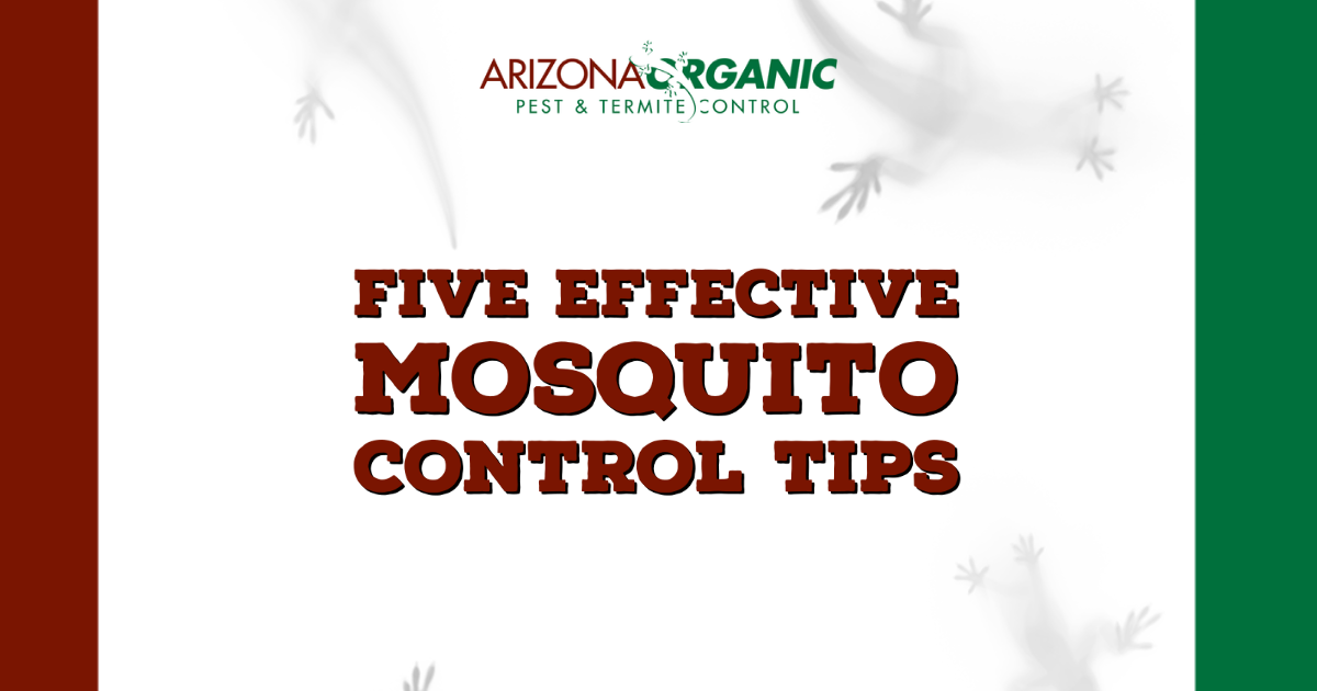 Five effective mosquito control tips