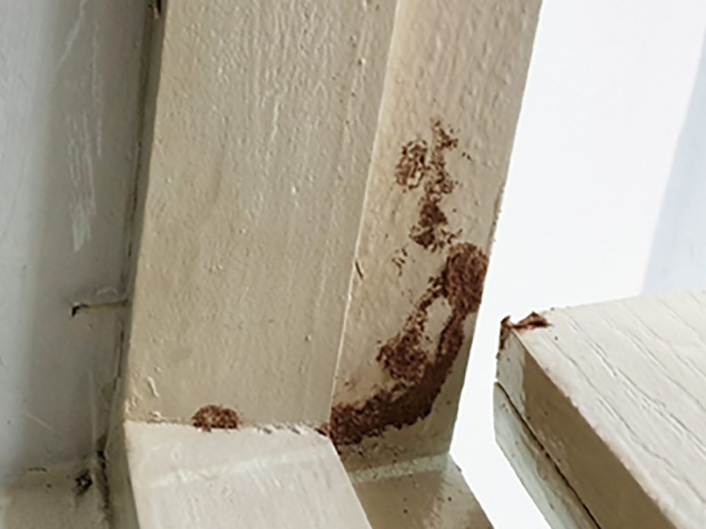 Keeping Termites Away Arizona Organic Pest And Termite Control